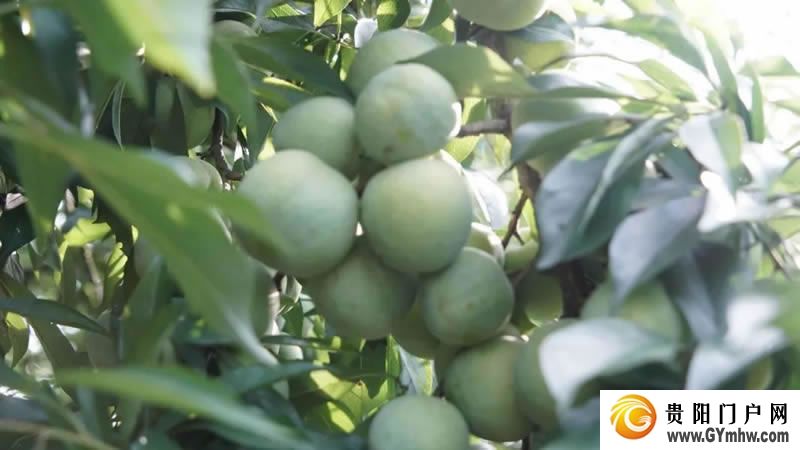 东西协作｜沿河：“山”呼“海”应赴新程(图10)