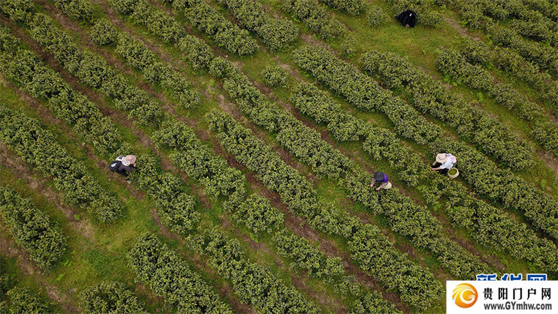贵阳：美景茶香引客来(图1)