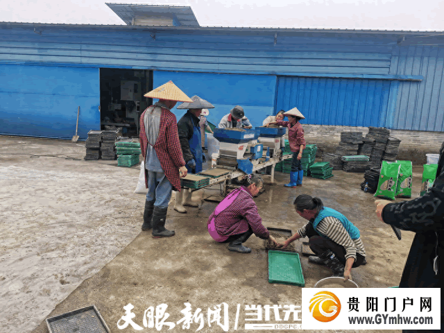 都匀市水稻机械化育秧有序推进(图1)