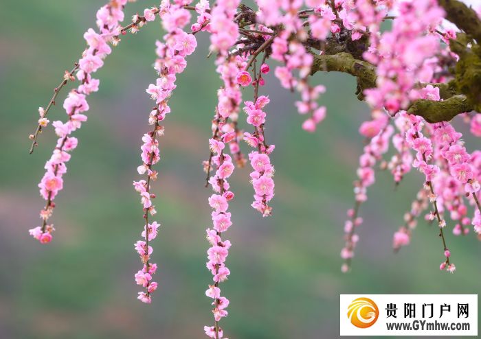 本周六开园！贵州梅园游玩攻略(图6)