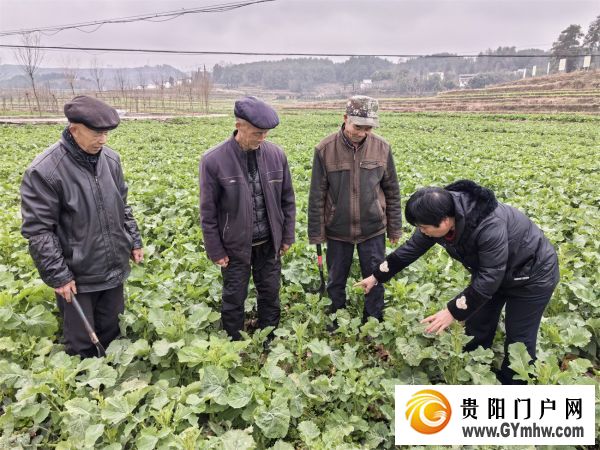 碧江：农技服务进田间 油菜管护促丰收(图1)