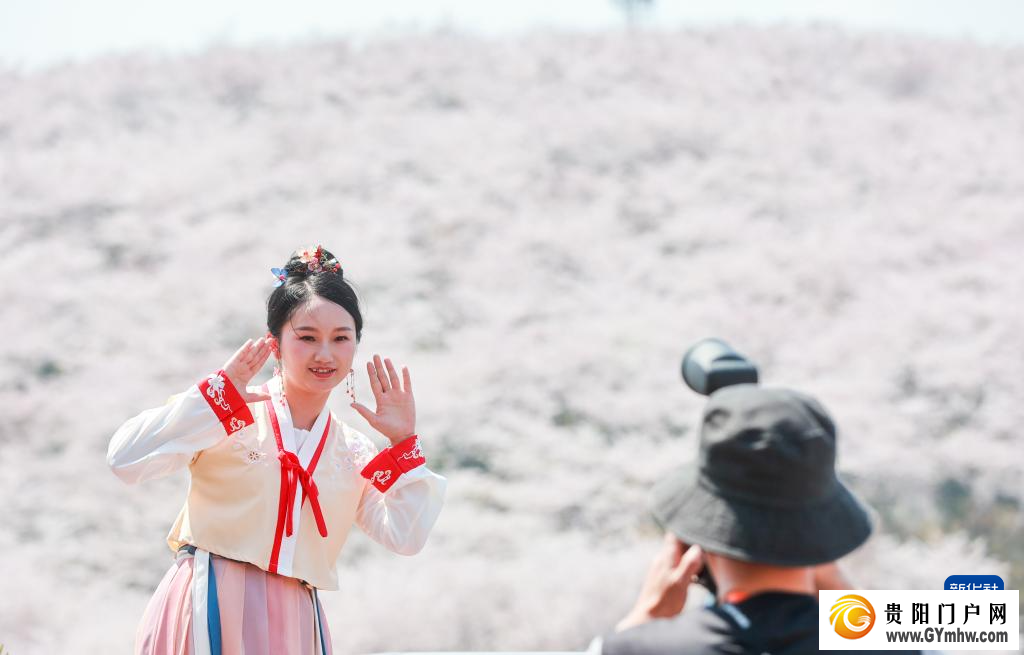 贵安新区：“樱花经济”助力乡村发展(图3)