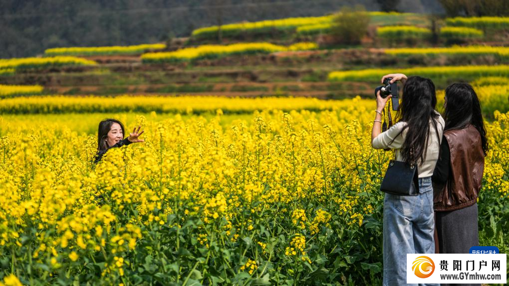 贵州：油菜花海绽春光(图5)