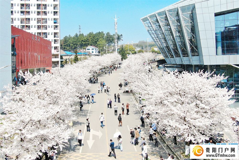贵州大学校园满屏青春“樱花”而来(图1)