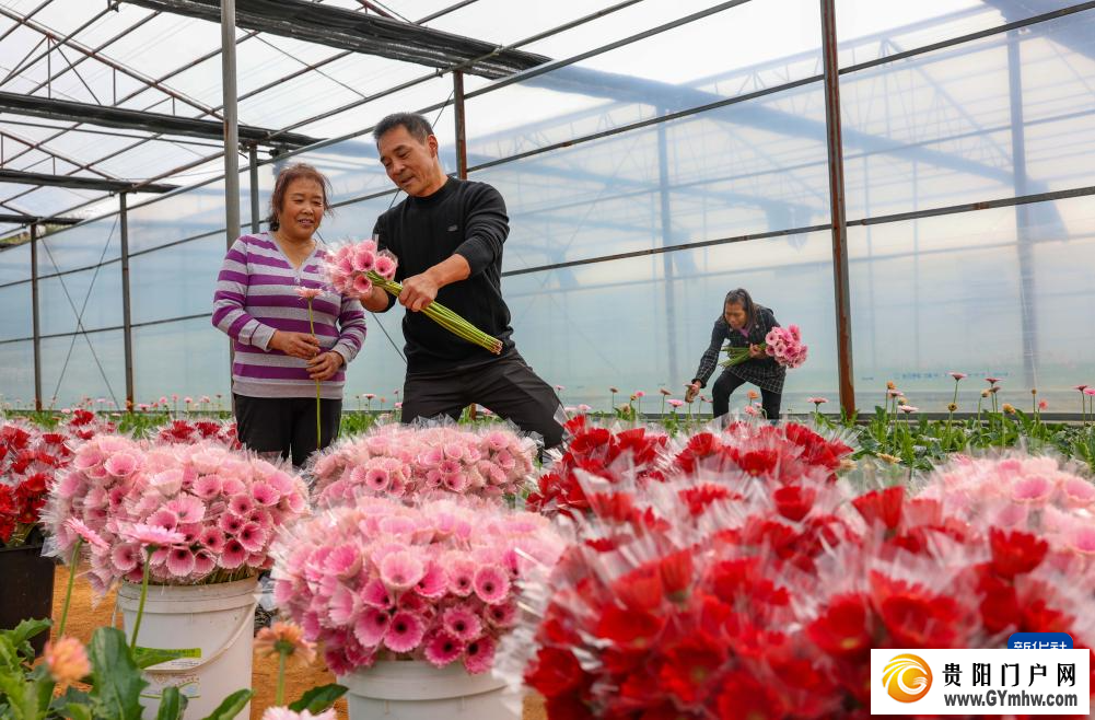 贵州玉屏：非洲菊采收忙(图1)